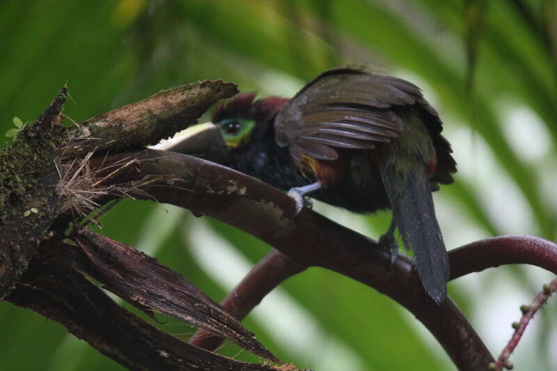 Toucanet à oreilles d'or femelle adulte, mange