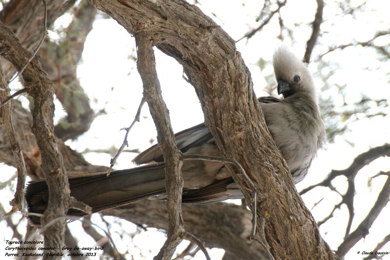 Grey Go-away-bird