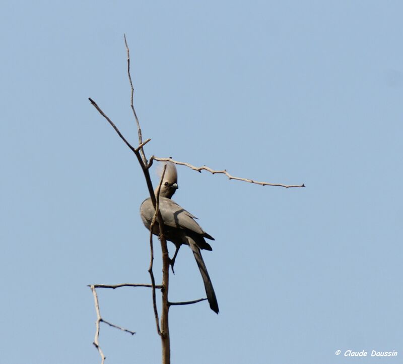 Grey Go-away-bird