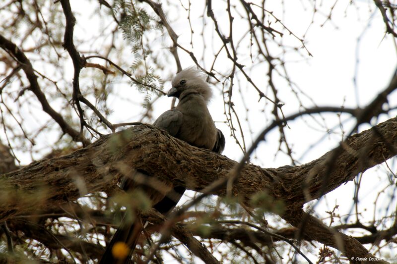 Grey Go-away-bird