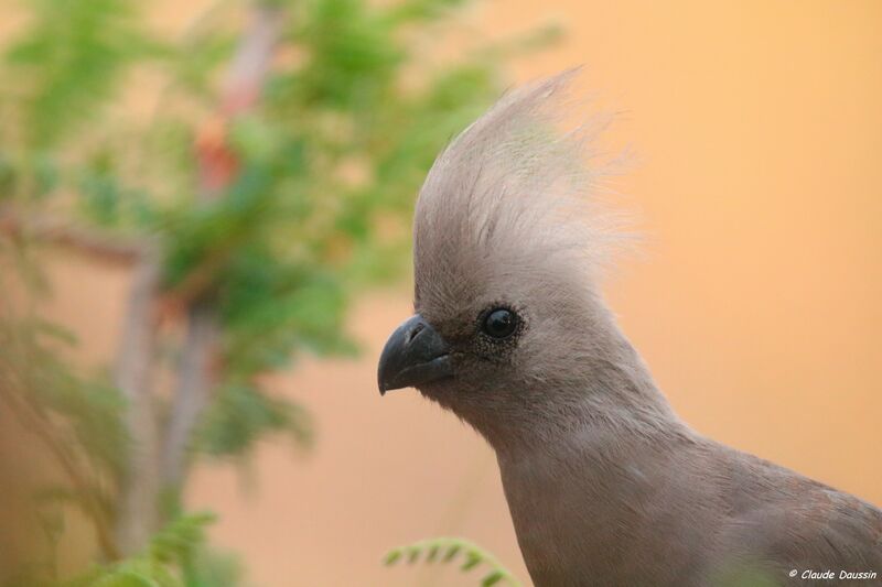 Grey Go-away-bird