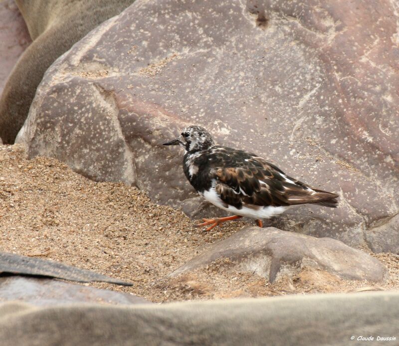 Ruddy Turnstone