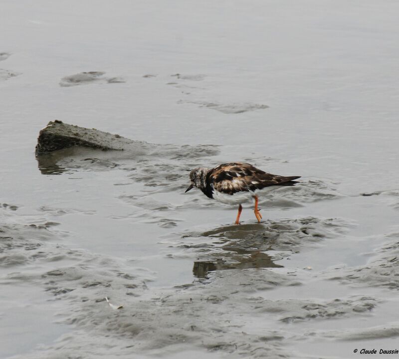 Ruddy Turnstone