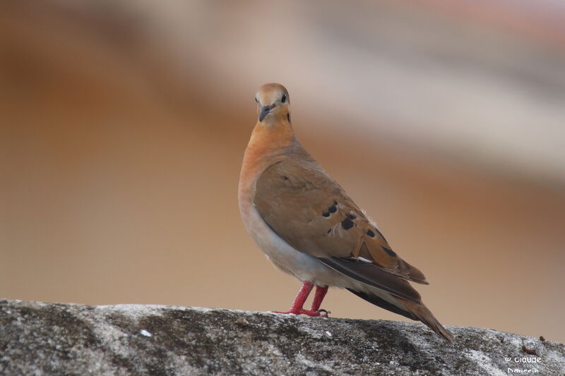 Zenaida Dove