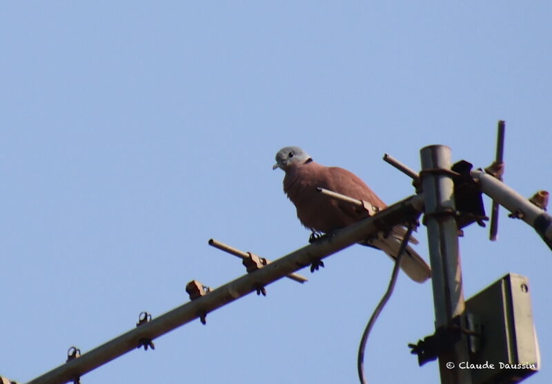 Red Collared Dove