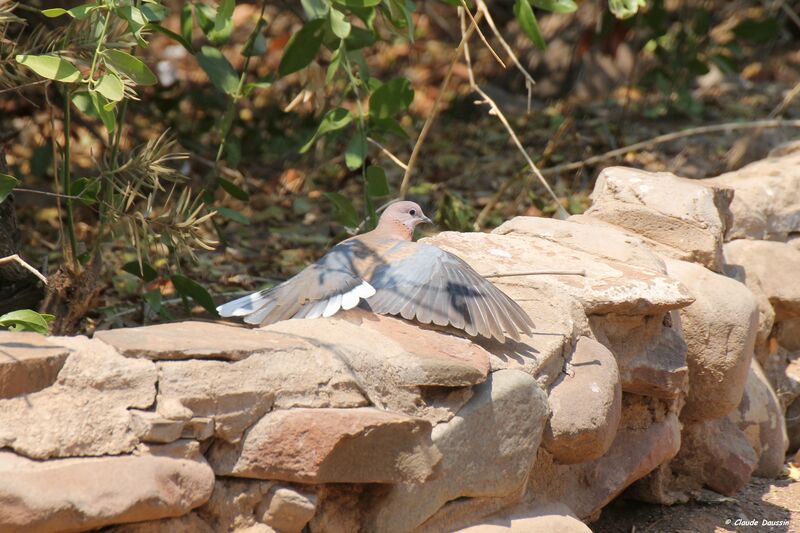 Laughing Dove