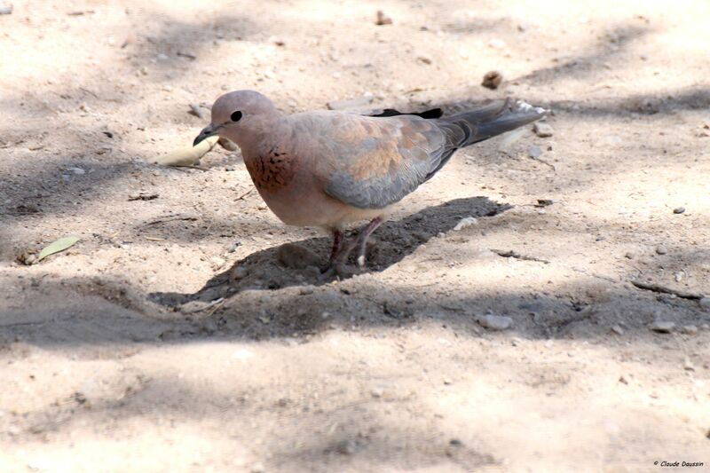 Laughing Dove