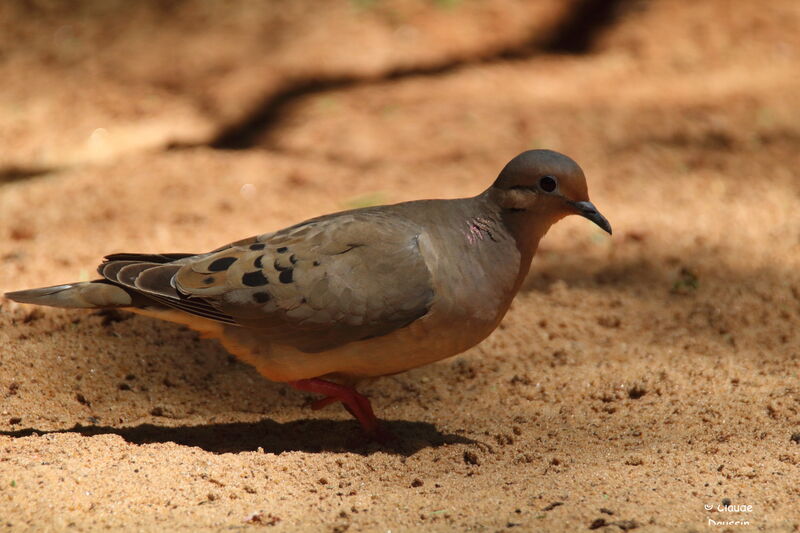 Eared Dove