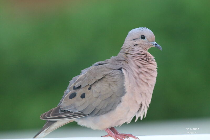 Eared Dove