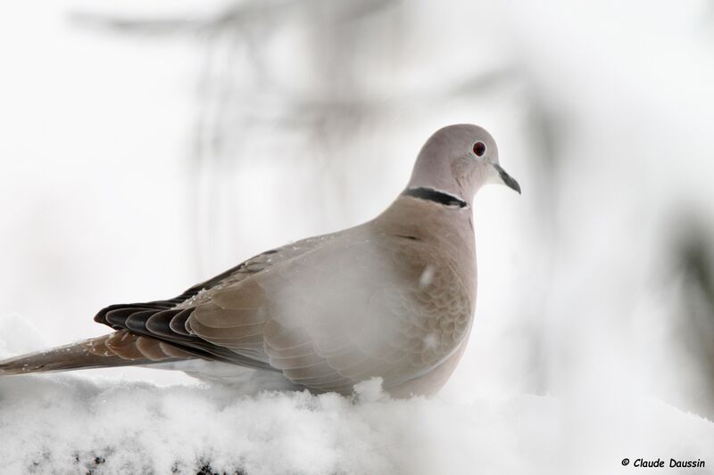 Eurasian Collared Dove