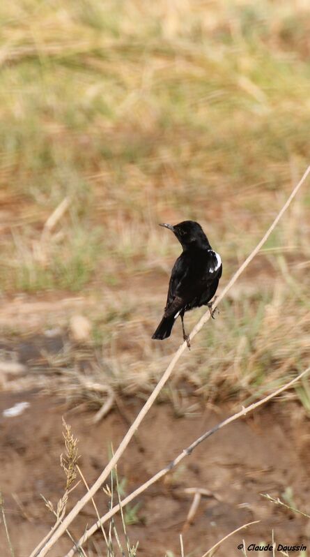 Mountain Wheatear