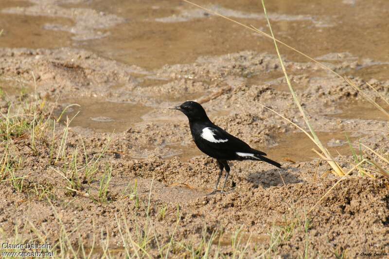 Mountain Wheatear, identification