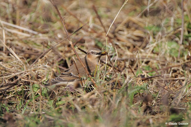 Northern Wheatear