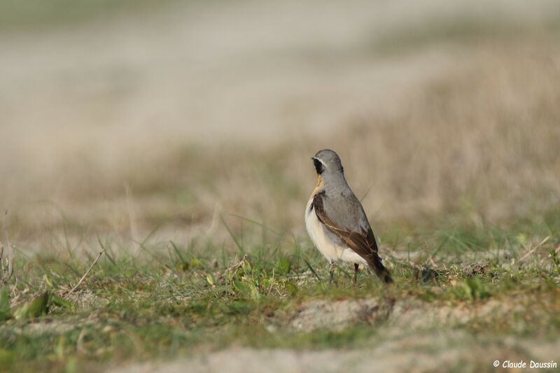 Northern Wheatear