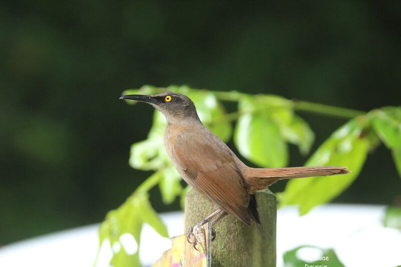 Brown Trembler