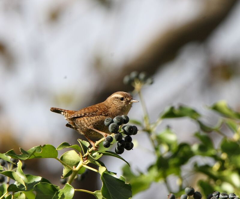 Eurasian Wren