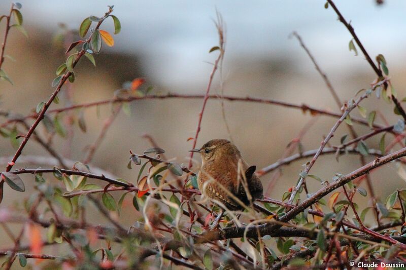 Eurasian Wren