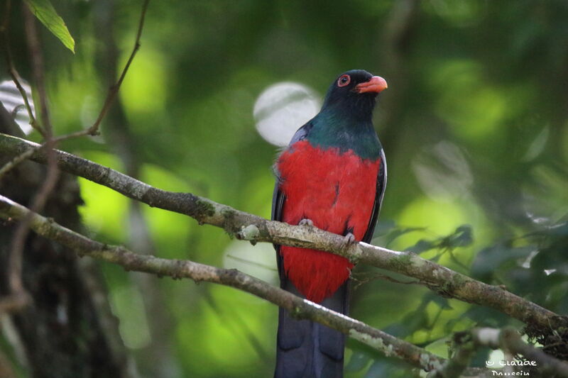 Slaty-tailed Trogon male