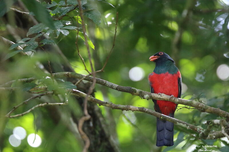 Slaty-tailed Trogon male