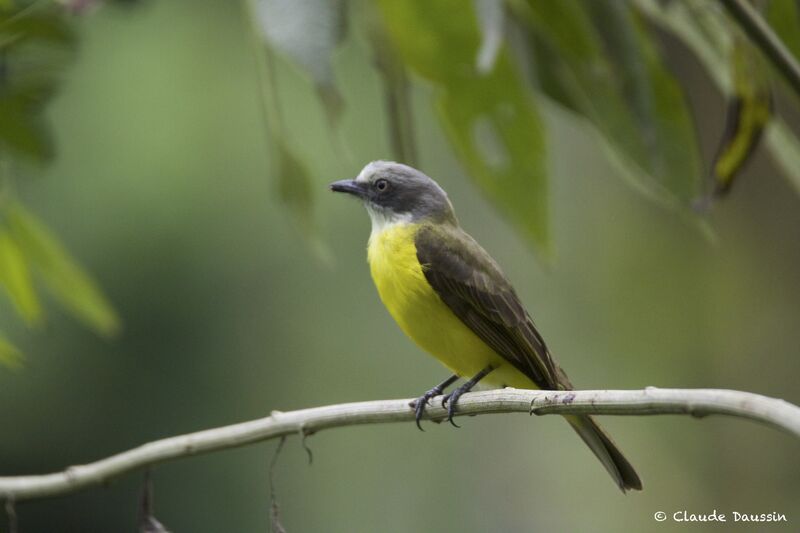 Grey-capped Flycatcheradult