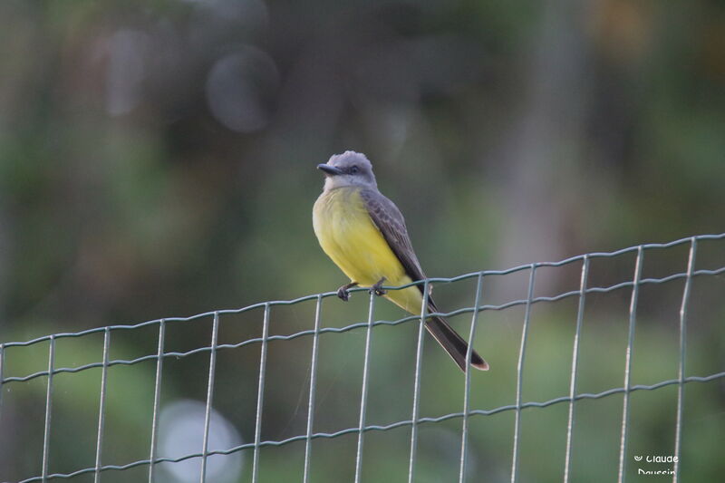 Tropical Kingbird