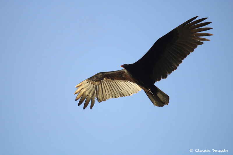 Turkey Vulture