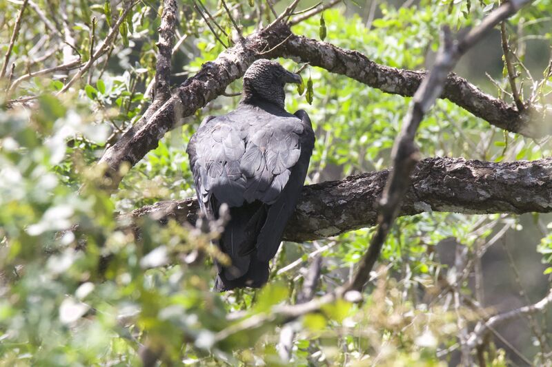 Black Vulture