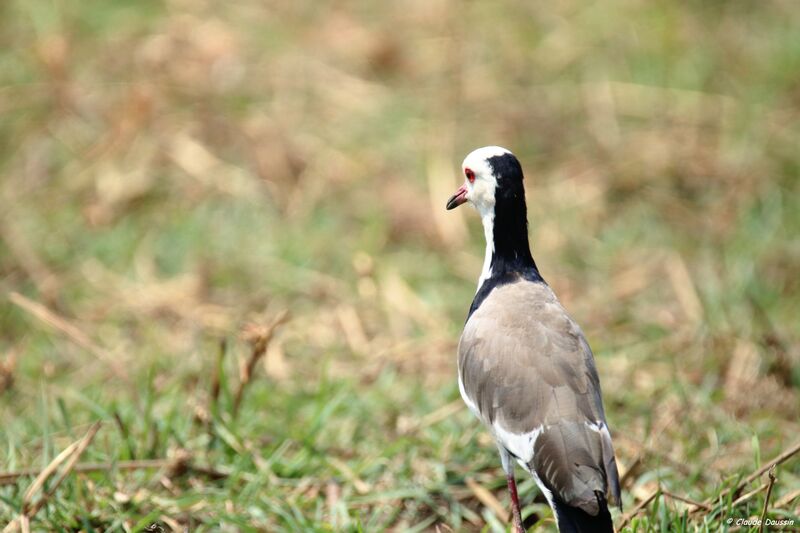 Long-toed Lapwing