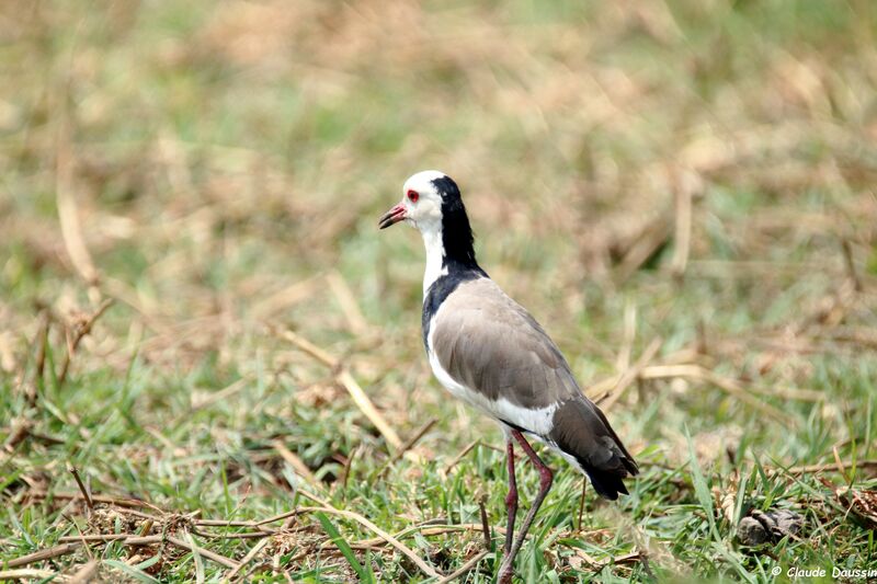 Vanneau à ailes blanches