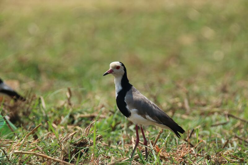 Long-toed Lapwing