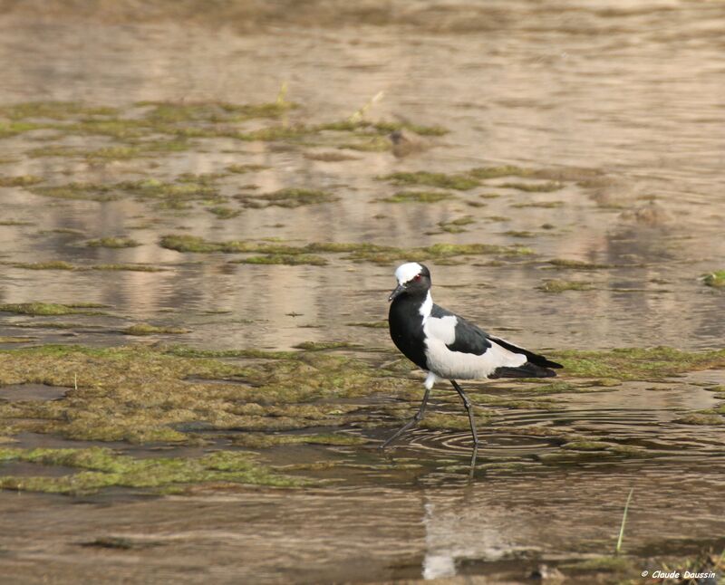 Blacksmith Lapwing