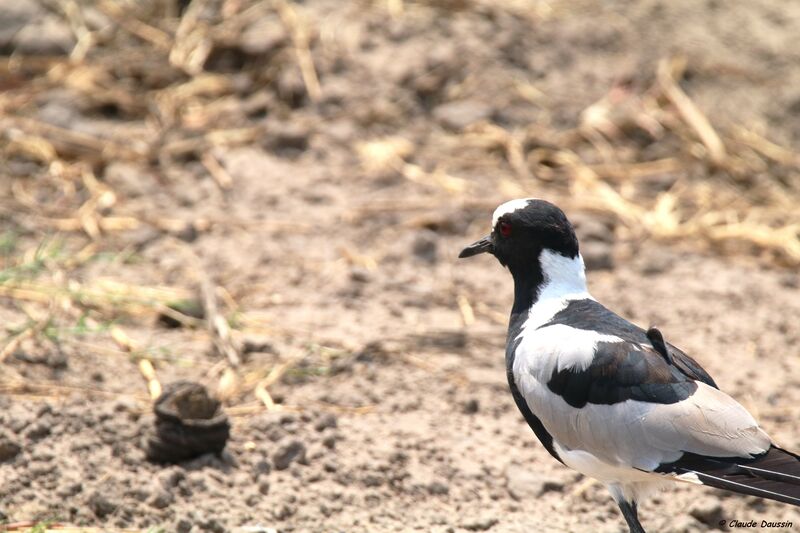 Blacksmith Lapwing