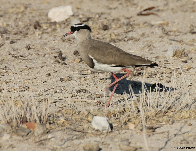 Crowned Lapwing