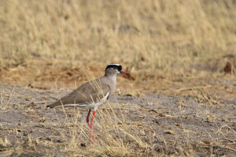 Crowned Lapwing