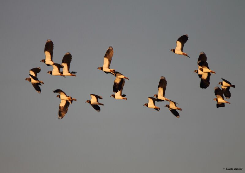 Northern Lapwing