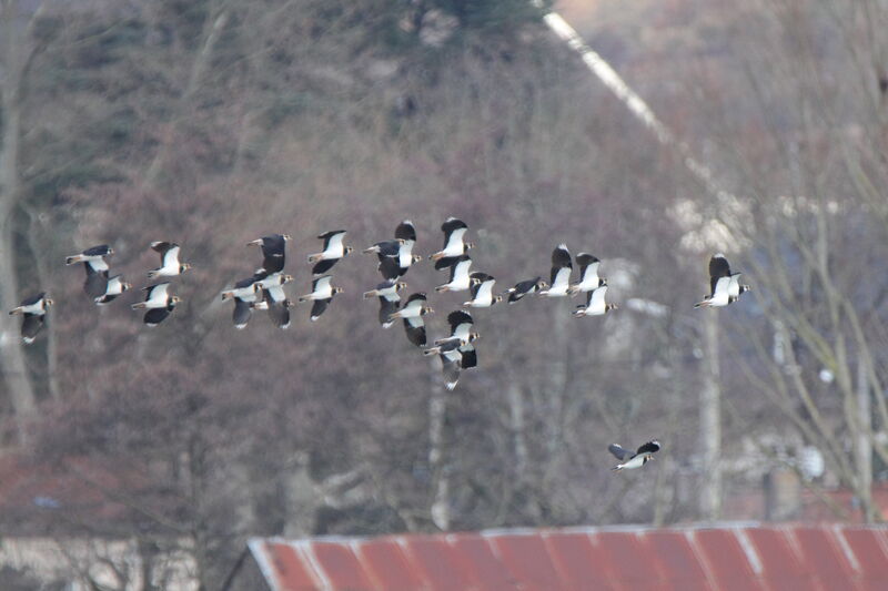 Northern Lapwing