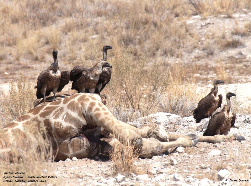 White-backed Vulture