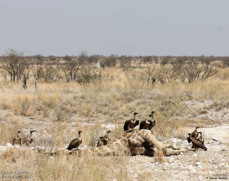 Vautour africain, habitat, régime, mange, Comportement