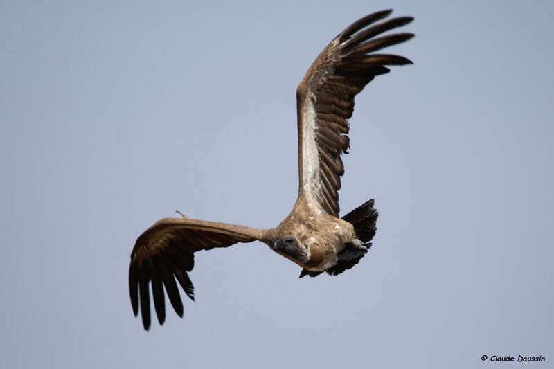 Vautour africain