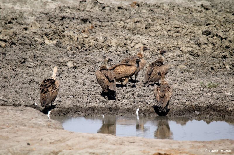 White-backed Vulture