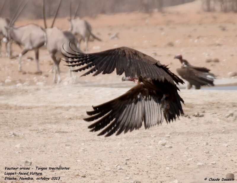 Lappet-faced Vulture