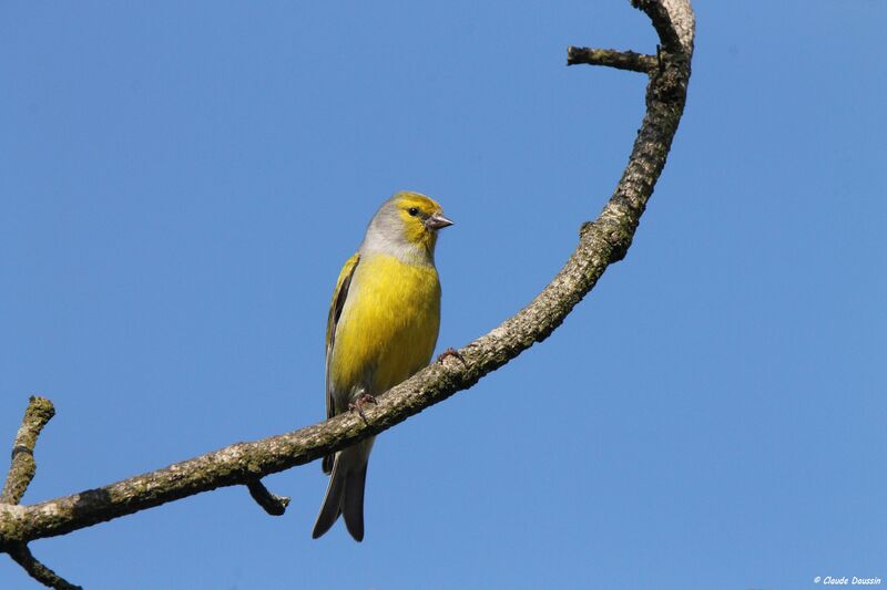 Citril Finch