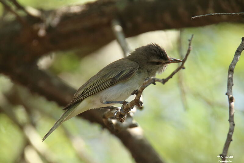 Black-whiskered Vireo