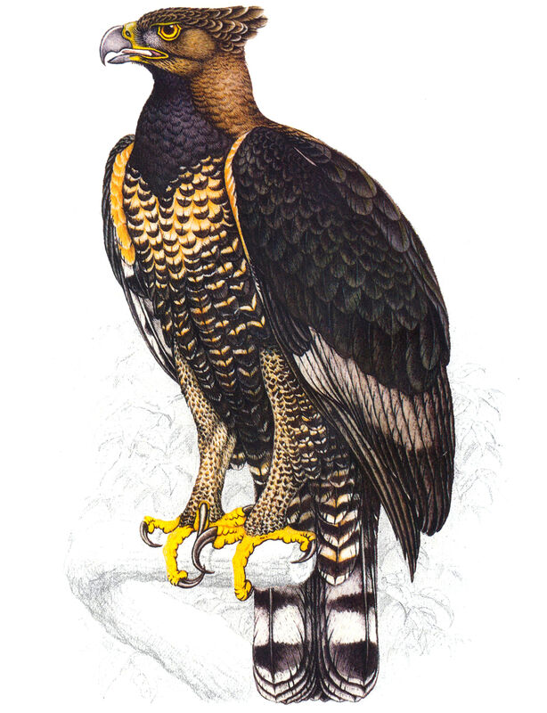 Aigle couronné