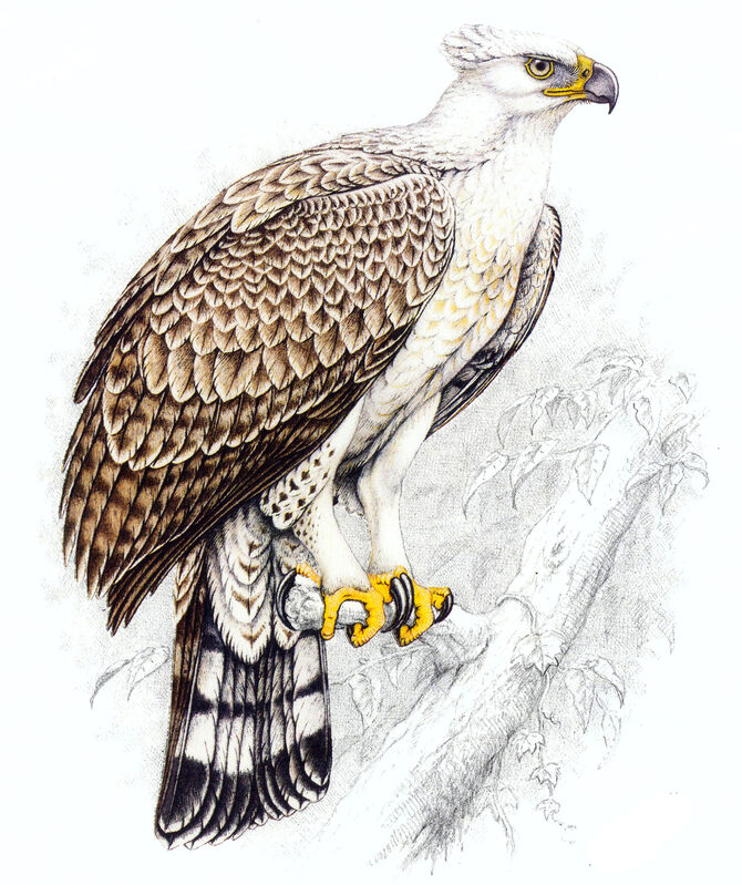 Aigle couronné