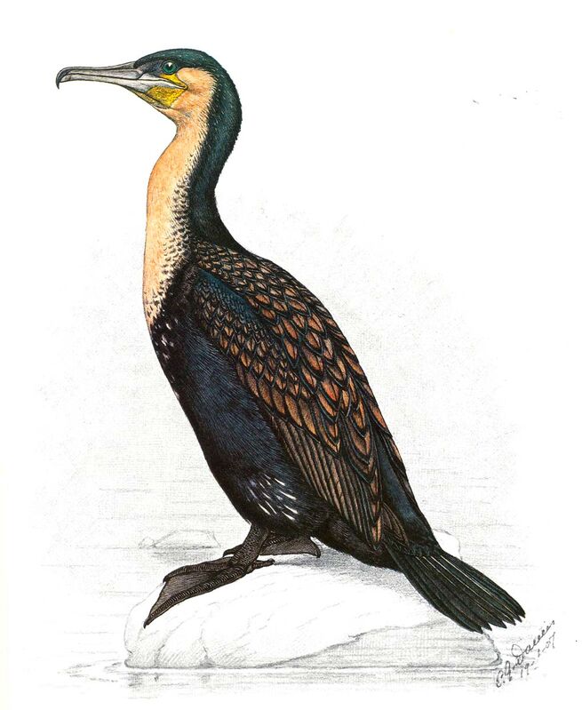 Cormoran à poitrine blanche