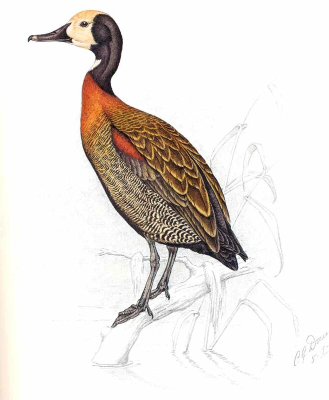 Dendrocygne veuf