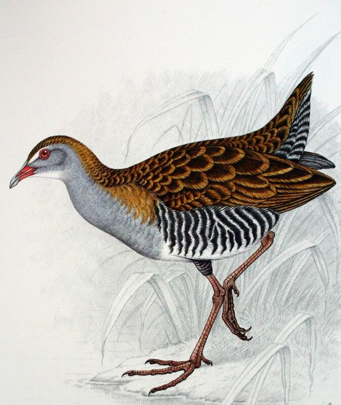 African Crake