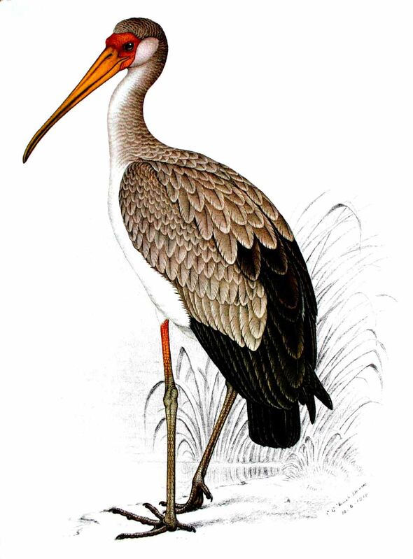 Tantale ibis