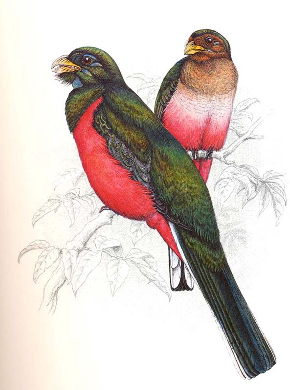 Narina Trogon